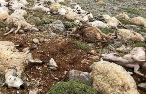 Tunceli’de yıldırım isabet eden 200 koyun telef oldu