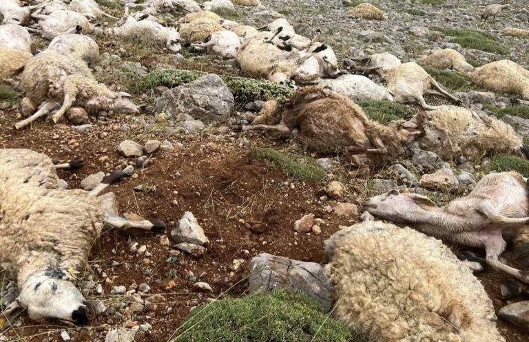 Tunceli’de yıldırım isabet eden 200 koyun telef oldu
