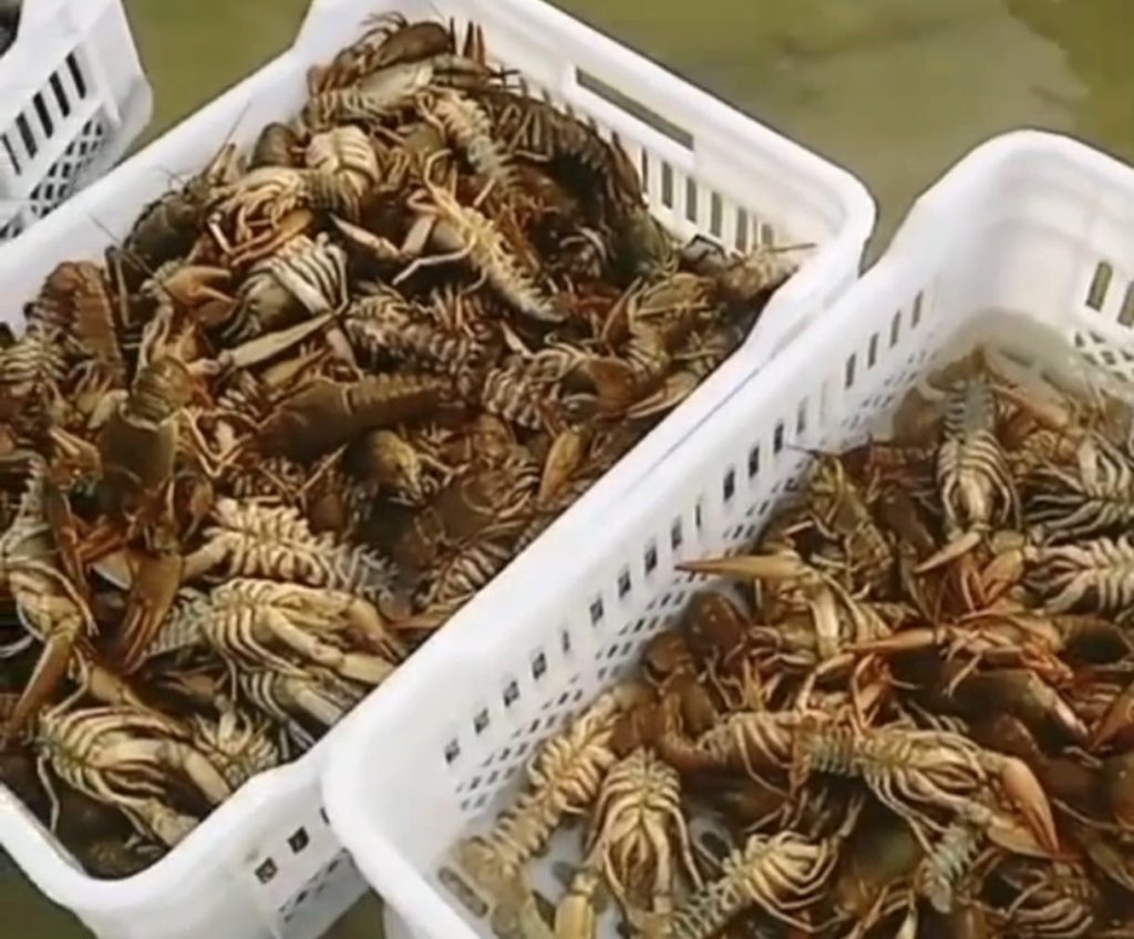 Keban baraj gölünde balıkçıların kerevit kaygısı