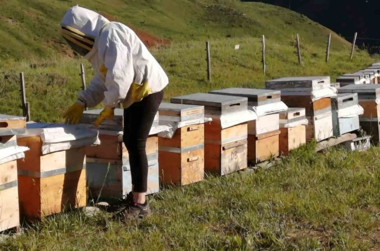 Tunceli Arıcı Yetiştiricileri Birliği bal alım fiyatlarını açıkladı