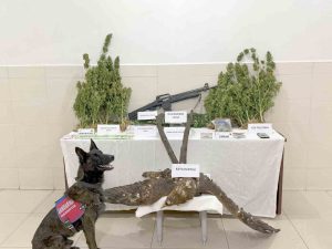 Tunceli’de uyuşturucu operasyonu