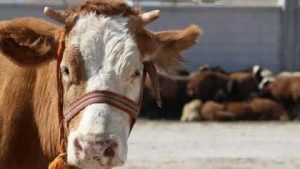Tunceli’de hayvan hareketleri yasaklandı