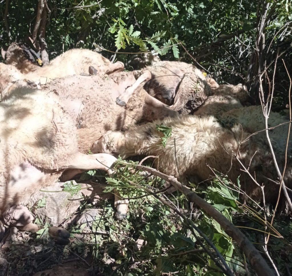 Ovacık’ta Çemişgezekli üreticinin sürüsüne kurt saldırdı. Oluşan izdihamdan dolayı 30 koyun telef oldu