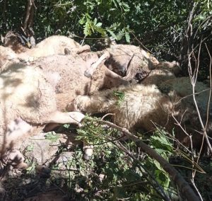 Ovacık’ta Çemişgezekli üreticinin sürüsüne kurt saldırdı. Oluşan izdihamdan dolayı 30 koyun telef oldu