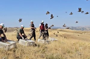 Tunceli’de doğaya 200 kınalı keklik salındı