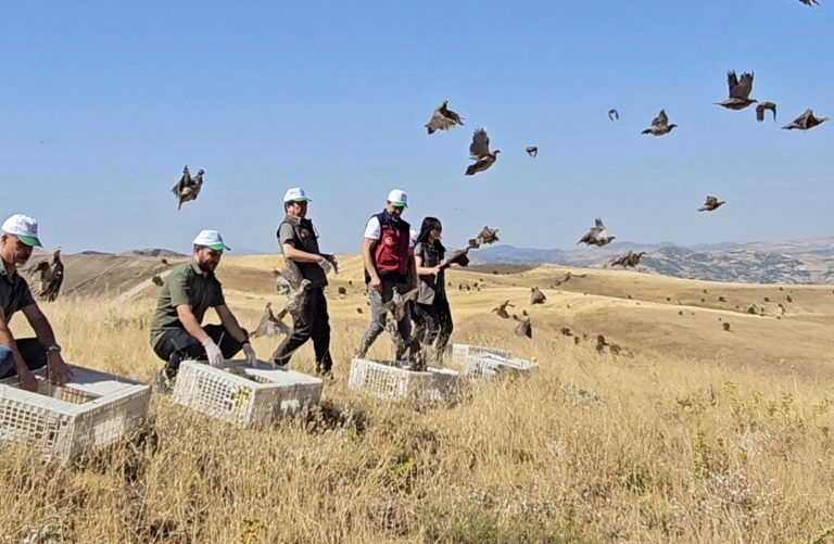 Tunceli’de doğaya 200 kınalı keklik salındı