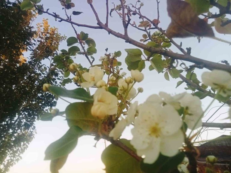 Çemişgezek’te çiçek açan armut ağacı şaşırttı