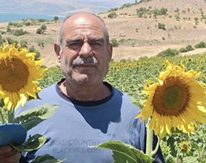 Çemişgezekli çiftçi, ilçede ilk kez yağlık ayçiçeği üretimi yaptı