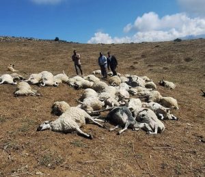 Çemişgezekli üreticinin sürüsüne yıldırım düştü: 58 koyun telef oldu