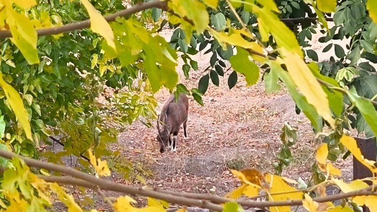 Dağ keçileri sonbahara renk kattı: Tunceli’de görsel şölen