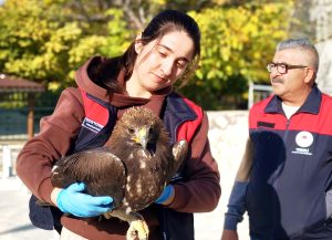 Çemişgezek ilçesinde yaralı halde bulunan kartal, tedavi altına alındı