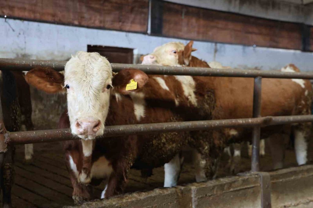 Elazığ’da yüzde 60 hibe aldığı destekle 300 hayvanlık çiftlik kurdu