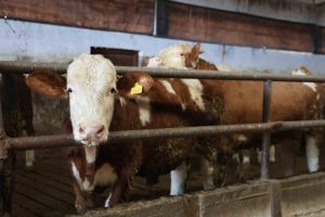 Elazığ’da yüzde 60 hibe aldığı destekle 300 hayvanlık çiftlik kurdu