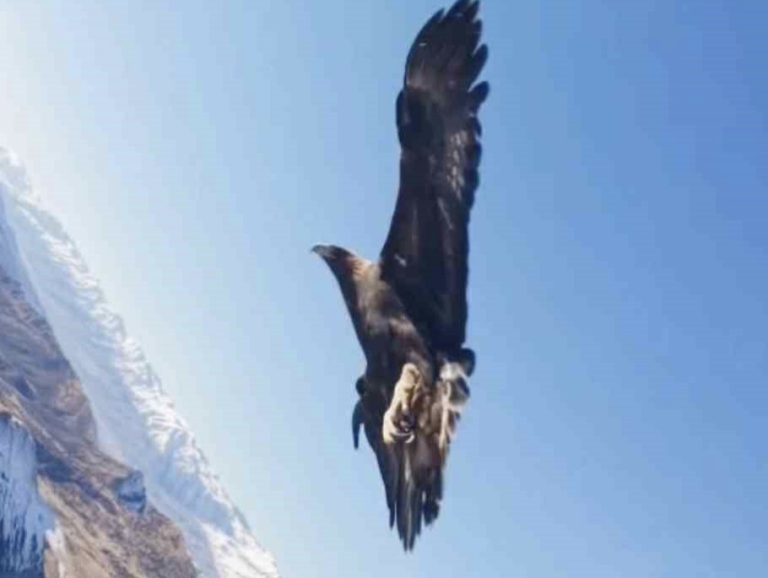 Kartal dronu kaptı, dağın zirvesine bıraktı: O anlar kamerada