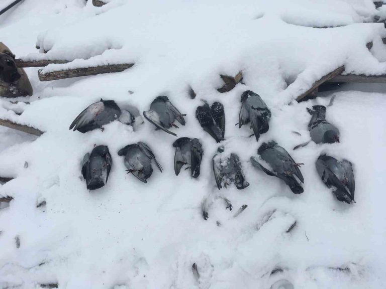 Elazığ’da onlarca güvercin donarak telef oldu