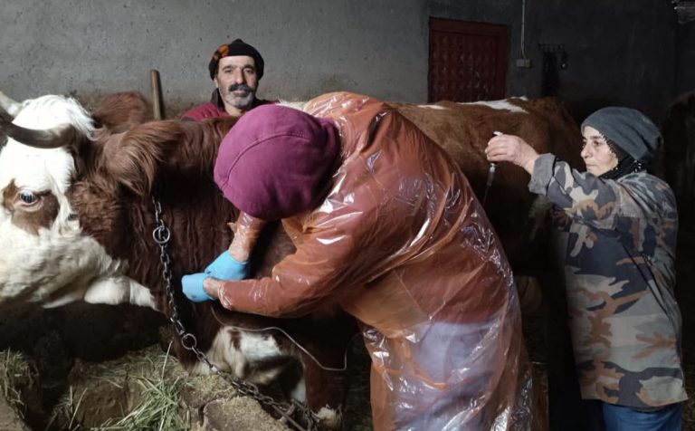 Çemişgezek’te karla kaplı yol açıldı, ekipler hasta inek için seferber oldu