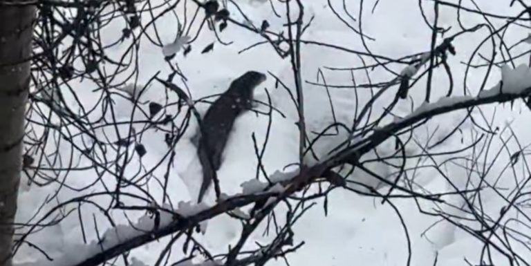 Tunceli’de beyaz örtü üzerinde nadir anlar: Nesli tehlike altındaki su samuru kamerada