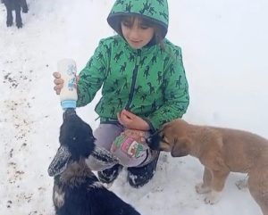 Pertek’te fırtınada kaybolan kuzu 3 gün sonra sağ bulundu