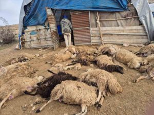 Tunceli’de kurt paniği: 64 koyun telef oldu, 11 koyun yaralı