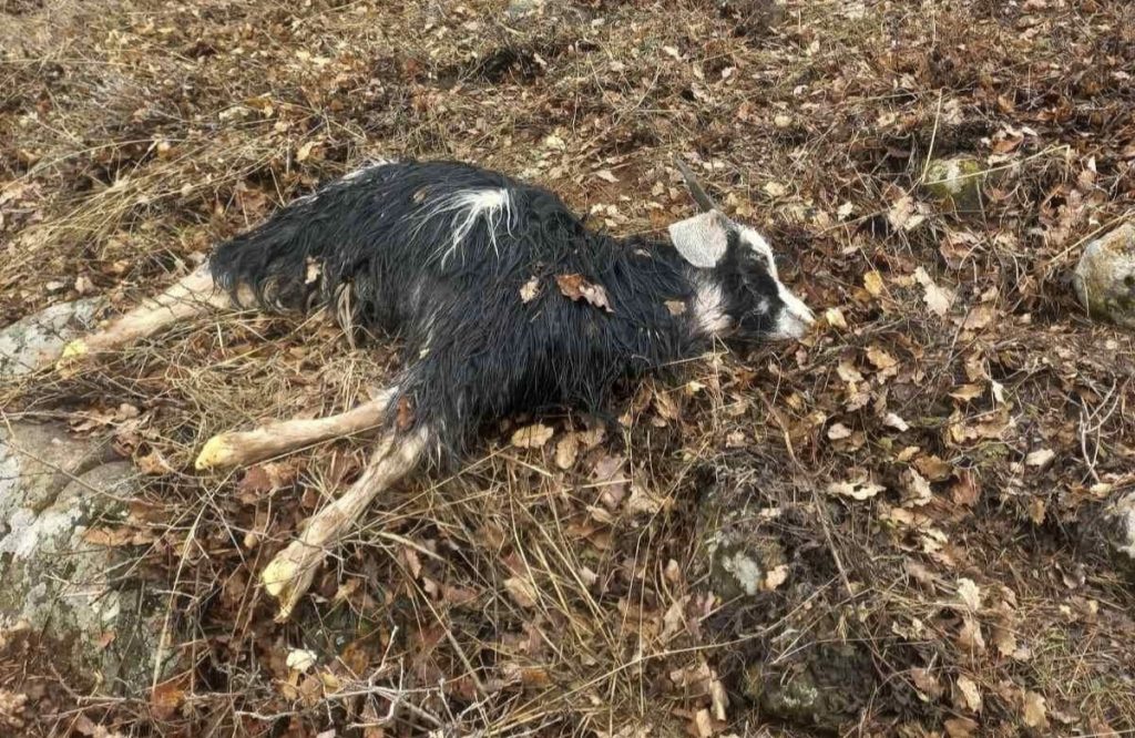 Pertek ilçesinde ağıldan kaçan küçükbaş hayvanları kurtlar parçaladı