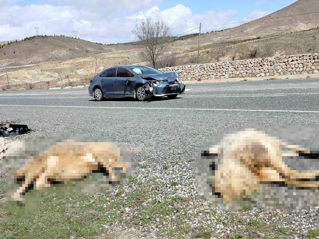 Otomobil koyun sürüsüne daldı: 9 koyun telef oldu