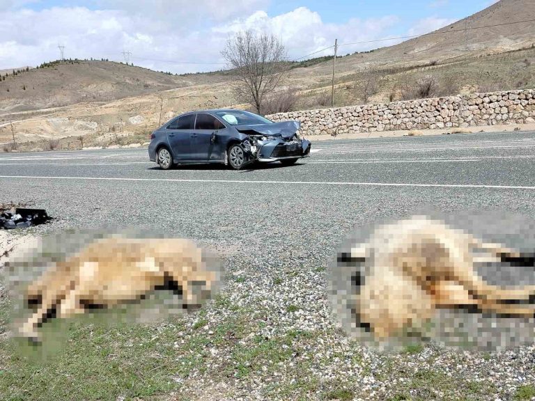 Otomobil koyun sürüsüne daldı: 9 koyun telef oldu