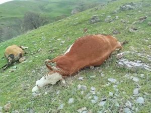 Elazığ’da yıldırımın çarptığı inekler telef oldu