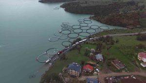 Uzunçayır Baraj Gölü’nde bir ilk: 1 buçuk milyon yavru alabalık su ile buluştu