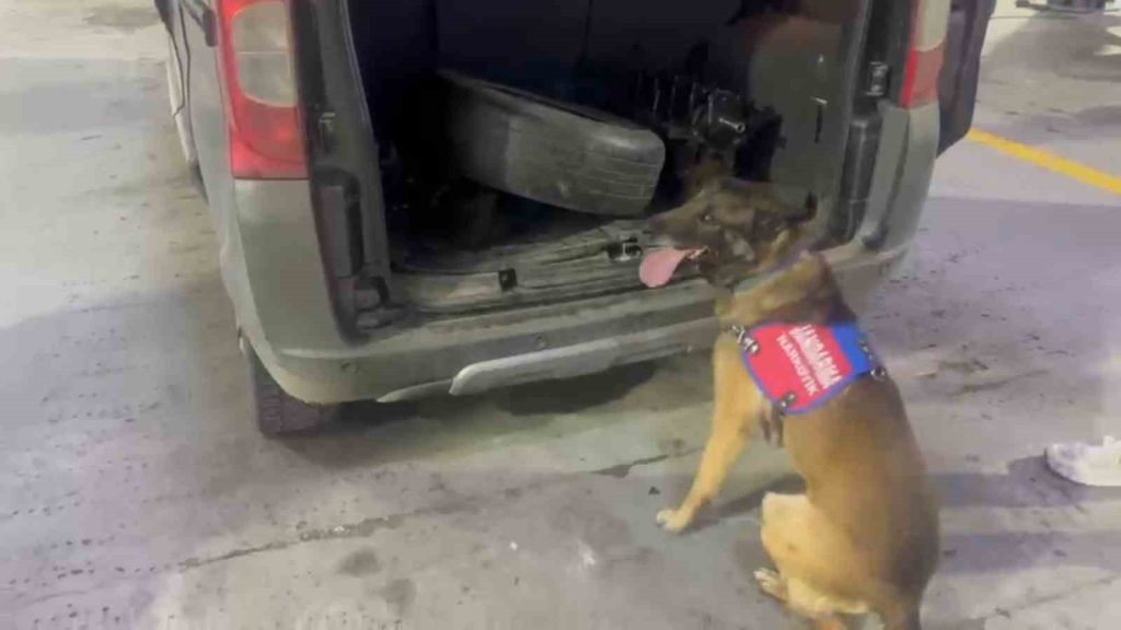 Tunceli’de bagaj ve kaputa gizlenen uyuşturucuyu narkotik köpeği ‘Ayar’ buldu