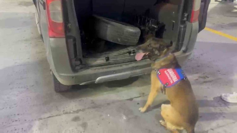 Tunceli’de bagaj ve kaputa gizlenen uyuşturucuyu narkotik köpeği ‘Ayar’ buldu