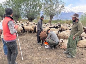 Erzincan’da Afgan çobanlar asgari ücretle göreve başladı