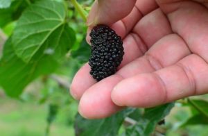 Çemişgezek’te Karadut Yetiştiriciliği Projesi