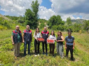 Tunceli’de kadın üreticilerin çilek hasadı yüz güldürdü