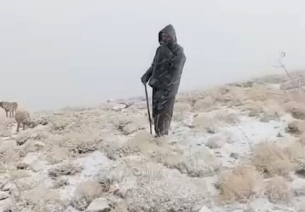 Tunceli’de yüksek kesimlere kar yağdı: Koyunlar karlar altında otladı