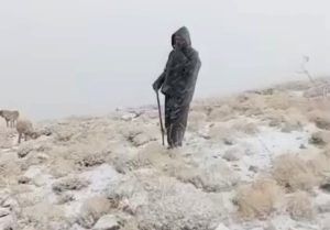 Tunceli’de yüksek kesimlere kar yağdı: Koyunlar karlar altında otladı