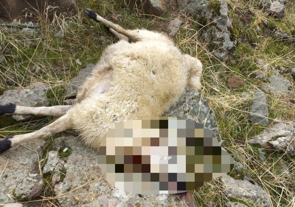 Çemişgezek’te kurt saldırısı üreticinin emeğini vurdu